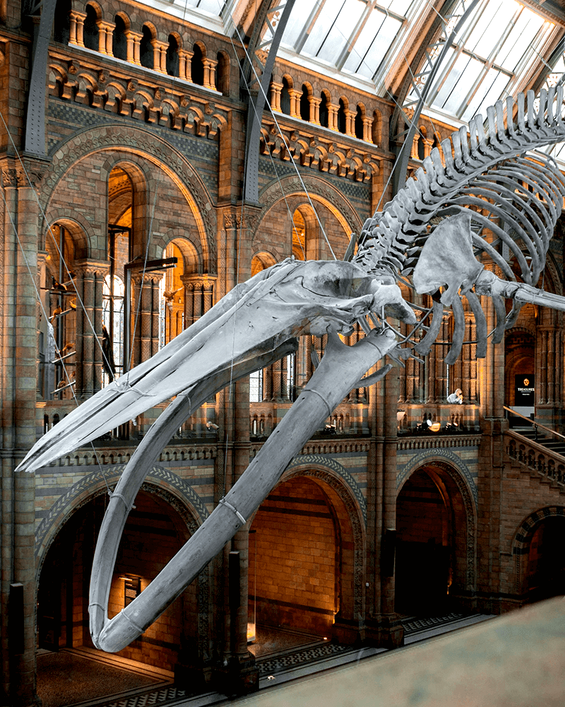 The Natural History Museum
